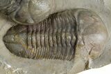 Two Nice Struveaspis Trilobites - Jorf, Morocco #348379-4